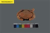 藏品(肉球皺蟹)的圖片